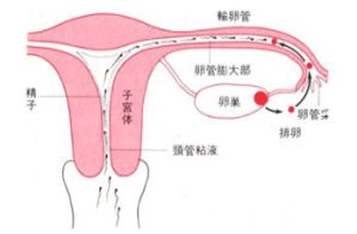 卵泡多大可以受孕
