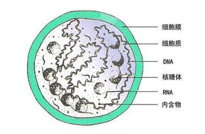 衣原体阴性不用怕积极预防是关键