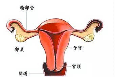 影响子宫大小的因素