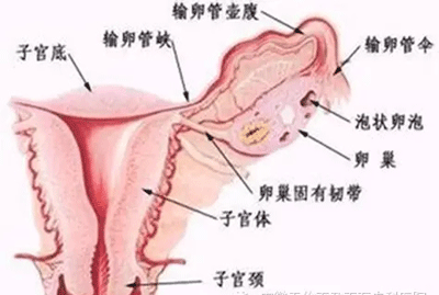 正常子宫大小