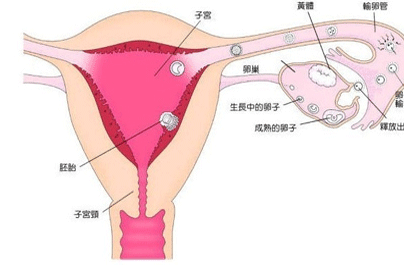 黄体功能不全的症状及检查须知