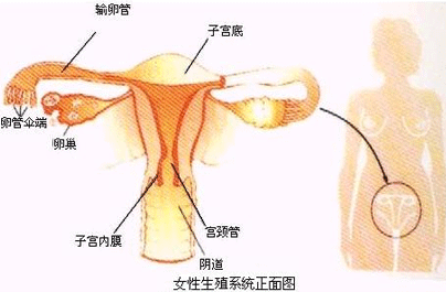 节育环移位这些症状要警惕