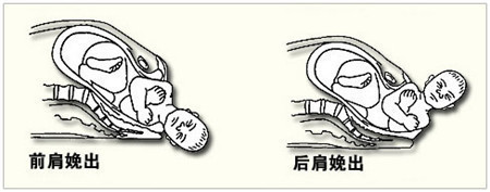 分娩机制的过程7