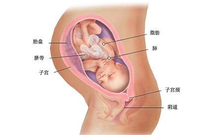 胎儿多少周入盆