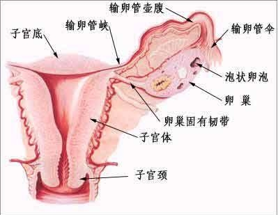 几招教你认清输卵管结核的原因