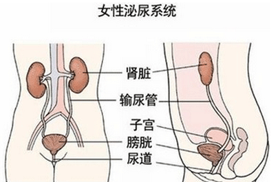 尿道感染竟然是这些原因引起的