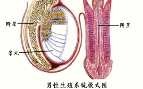 睾丸发育不良会影响生育吗