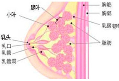 怎么预防小叶增生