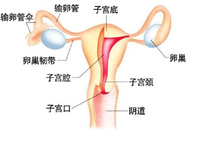 子宫切除后老的快吗