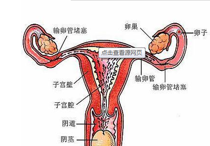 输卵管堵塞的症状有什么
