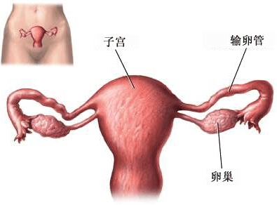 切除子宫有什么影响会导致衰老吗