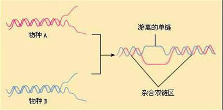尖锐湿疣检查项目有哪些 主要有八个项目