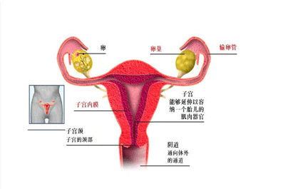 卵巢囊肿的危害