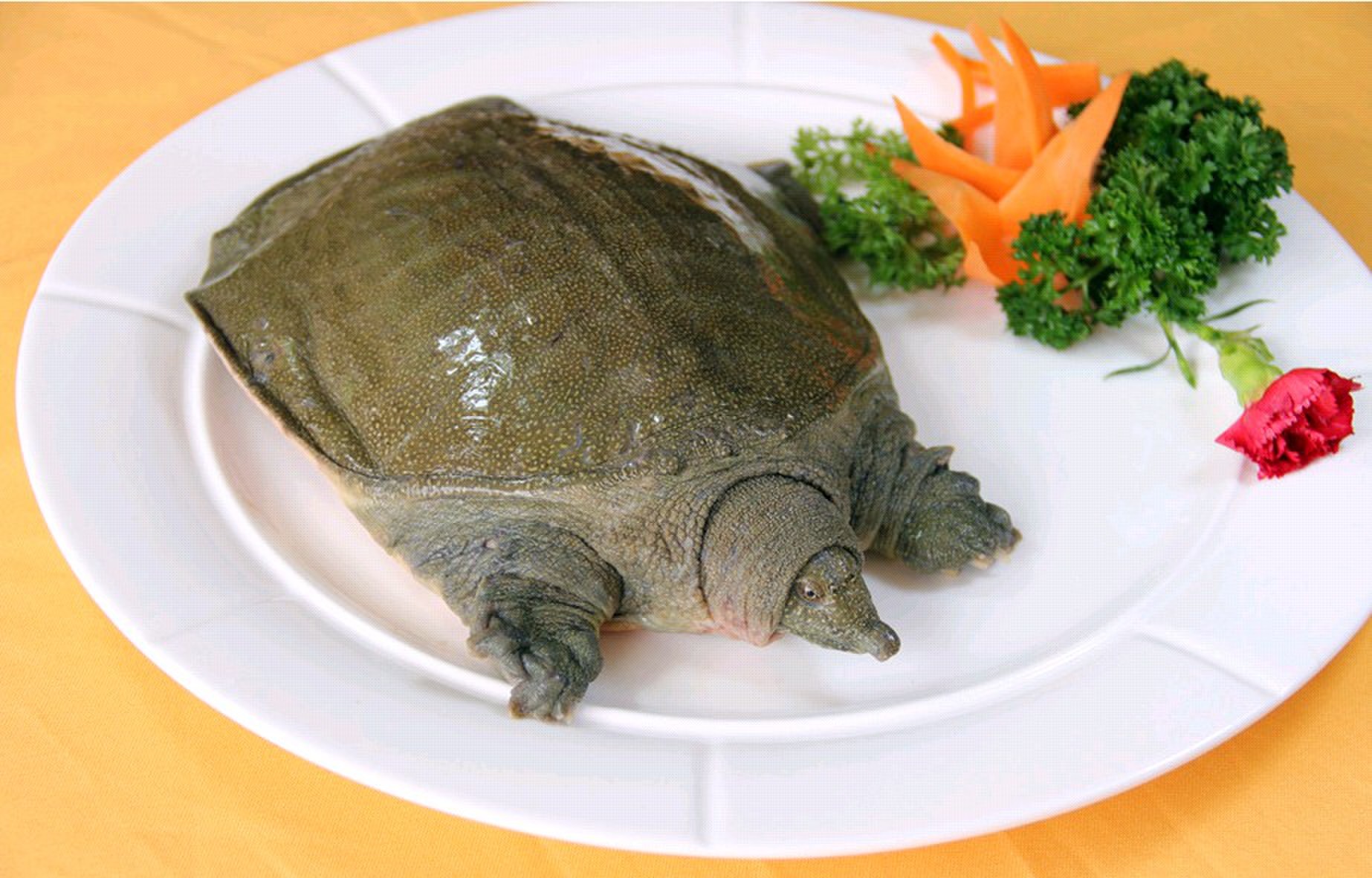 孕妇能吃鳖吗