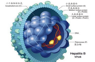 小儿乙肝的五大症状不要忽视了