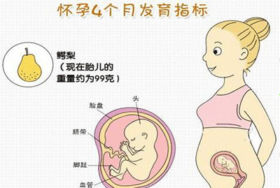 怀孕17周肚子有多大