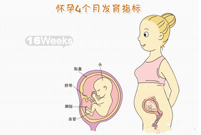 孕十六周胎儿发育情况
