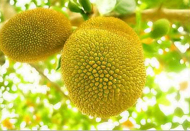 菠萝蜜的营养价值