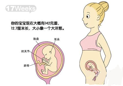 怀孕五个月肚子有多大