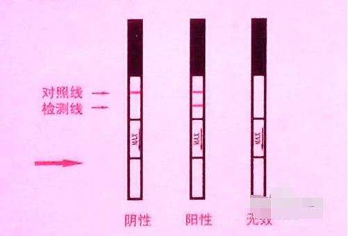 早孕测试纸使用方法