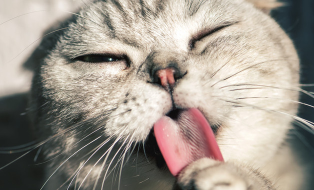 宠物猫能吃酸奶吗