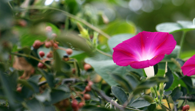 茶油树在四川内江市能种植吗
