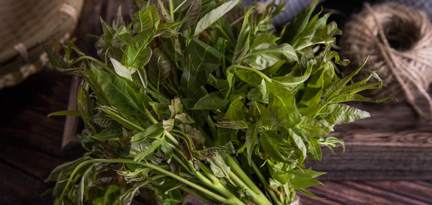 小叶女贞种植技巧