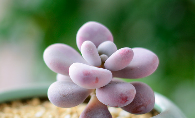 植物人怎么吃饭