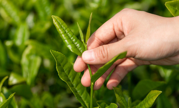 北京大碗茶是用什么茶叶泡的