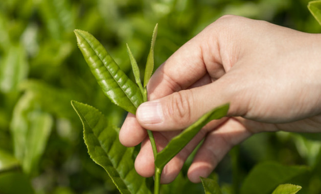 茶叶洗头发的好处