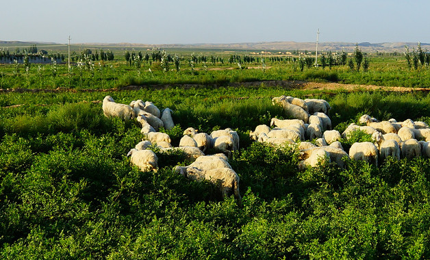 子女对农村宅基地可以继承吗