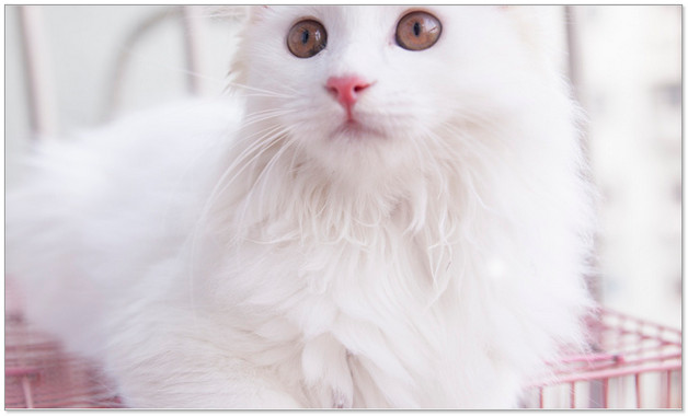 宠物小香猪多少钱一只